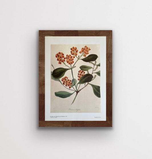 Daviesia Latifolia Small Floral Art Prints