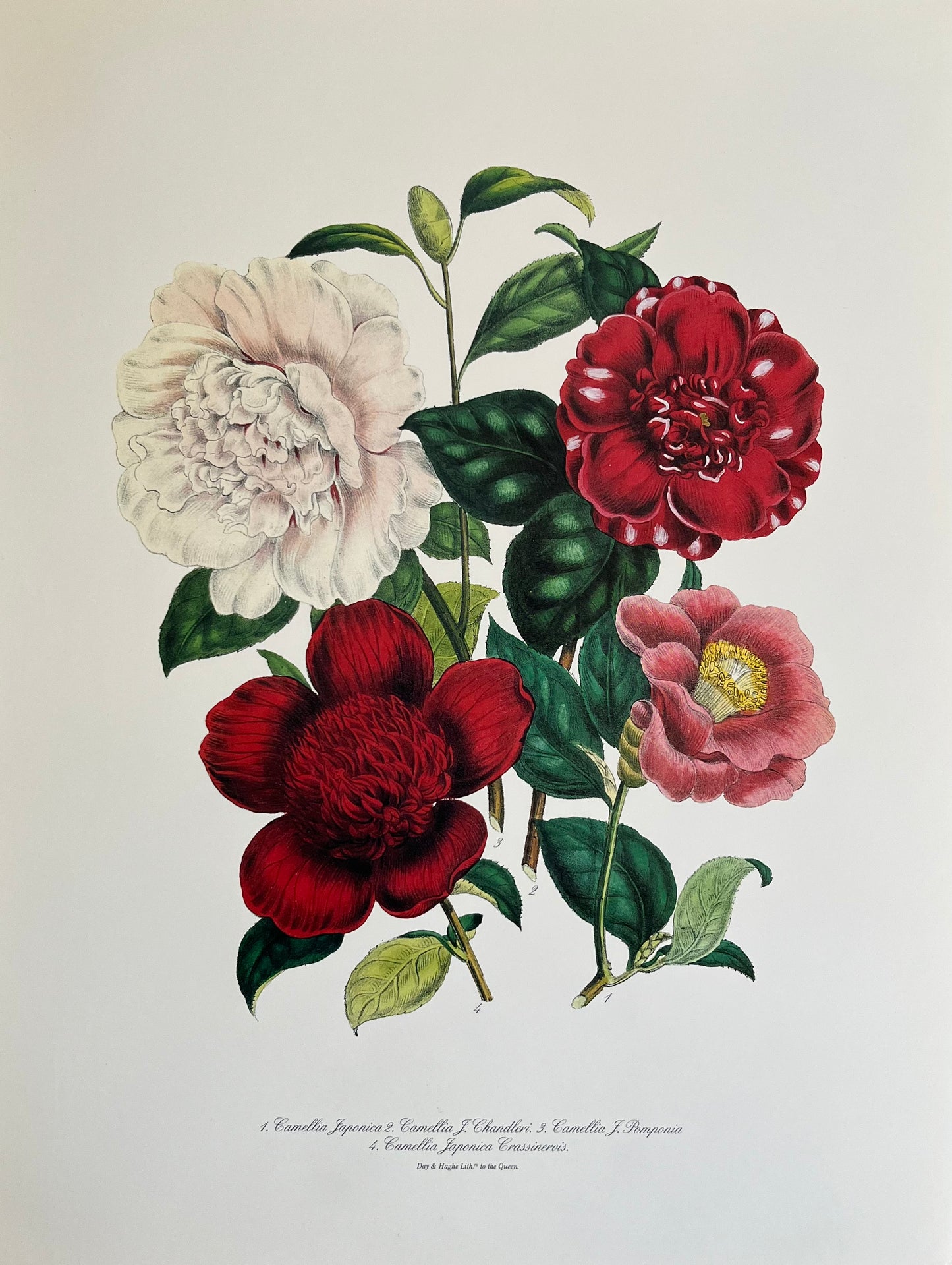 Camellia's 19th Century Vintage Floral Art Print
