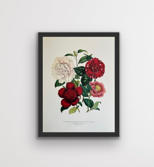 Camellia's 19th Century Vintage Floral Art Print