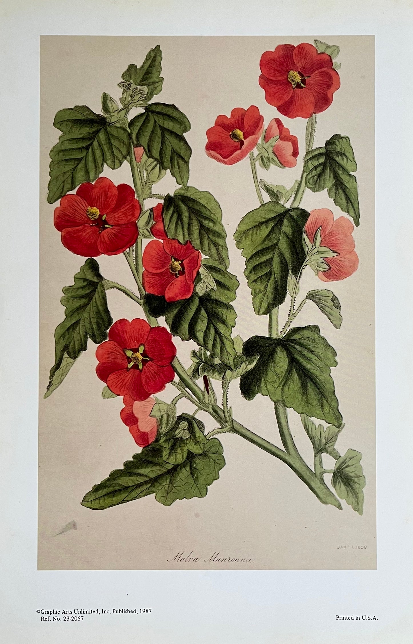 Mr. Monro's Mallow Botanical Print, Sir Joseph Paxton