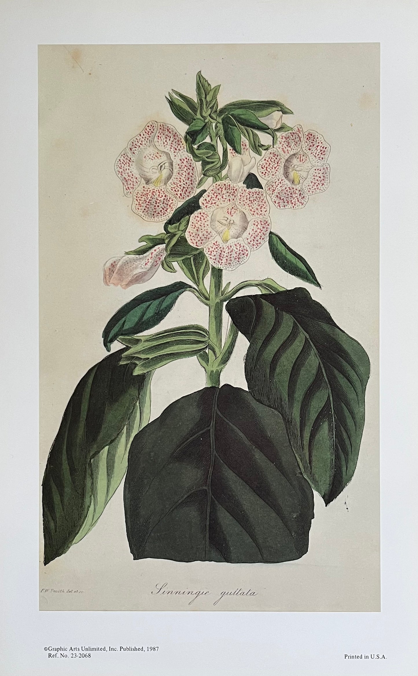Sinningia Guttata Vintage Botanical Print