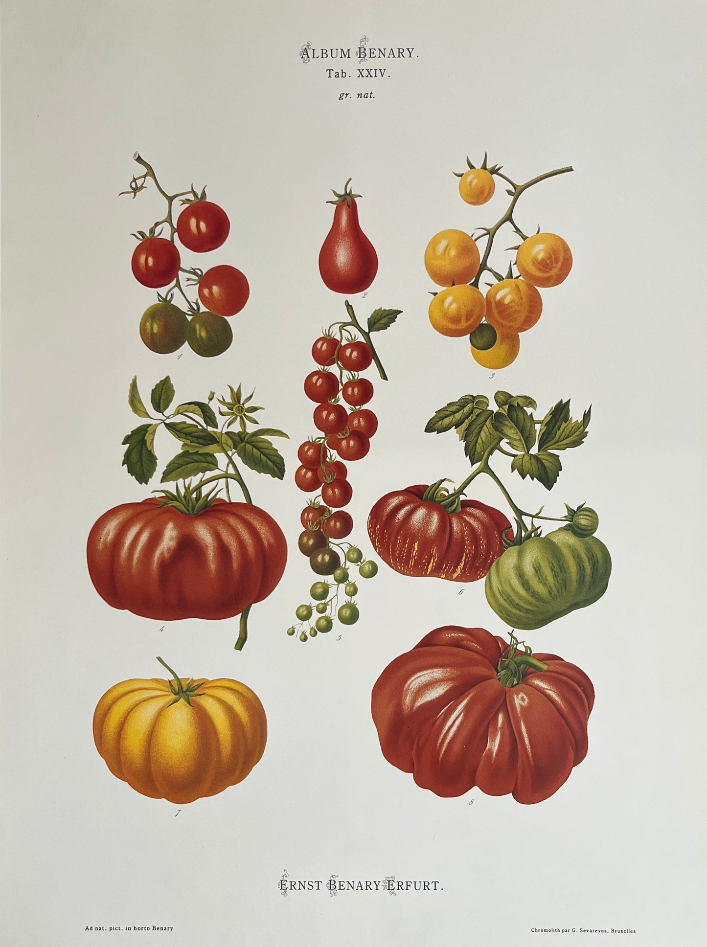 Ernst Benary Erfurt Tomato, Vintage Art Print, Ernst Benary
