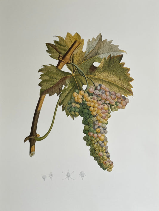 Vermentino Grapes Vintage Prints