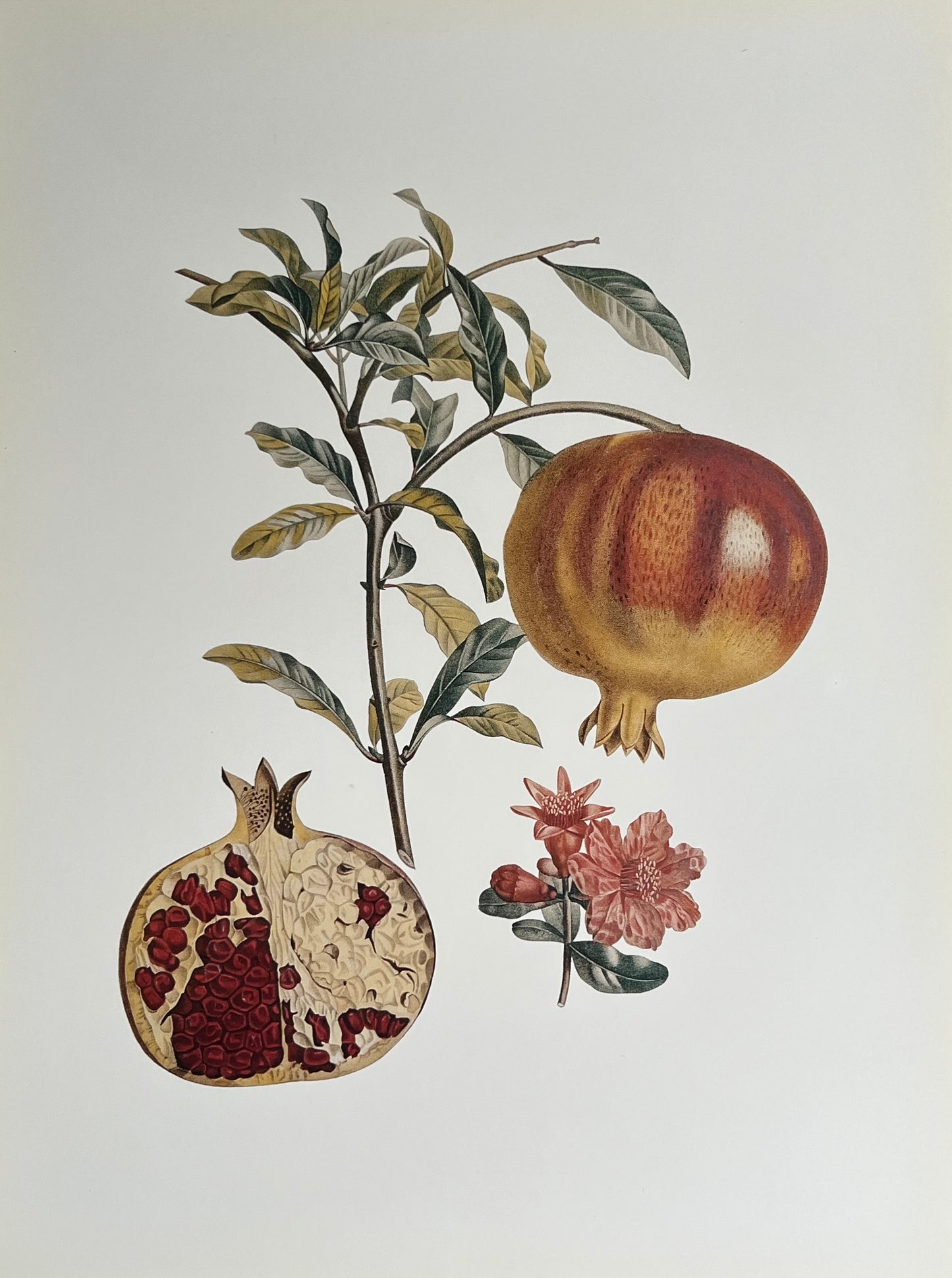 "Pomegranate" Vintage Art Print