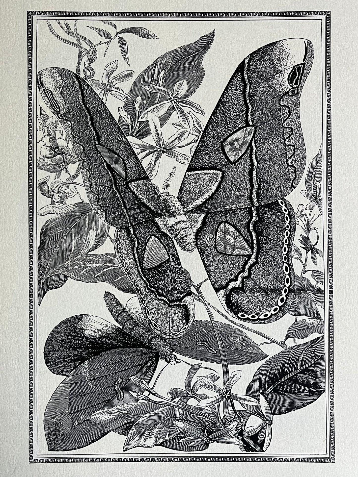 Black & White Butterfly Art Prints, G Pearson