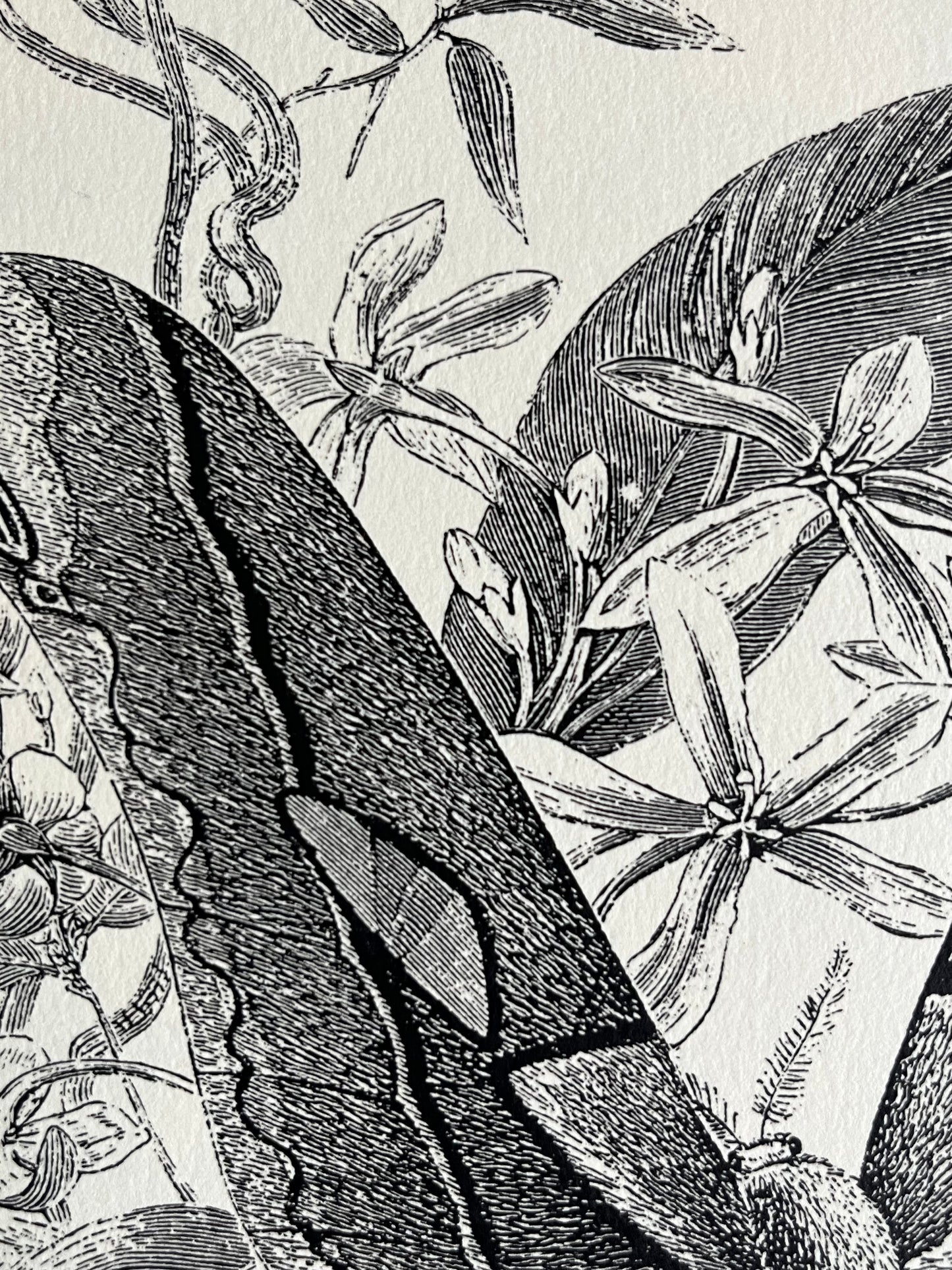 Black & White Butterfly Art Prints, G Pearson