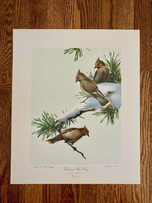 "Bohemian Wax Wing" 1949 lithograph after Roger Tory Peterson