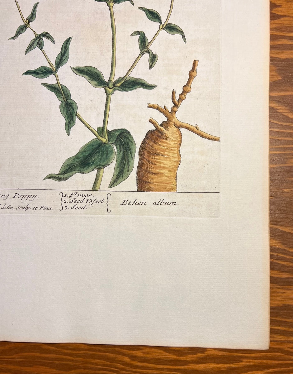 Antique Spatling Poppy, Plate #268, From Elizabeth Blackwell's 'A Curious Herbal'