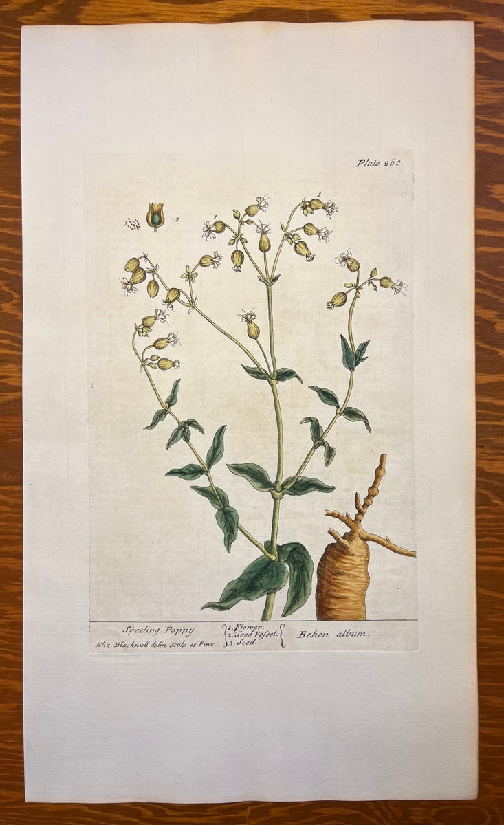 Antique Spatling Poppy, Plate #268, From Elizabeth Blackwell's 'A Curious Herbal'