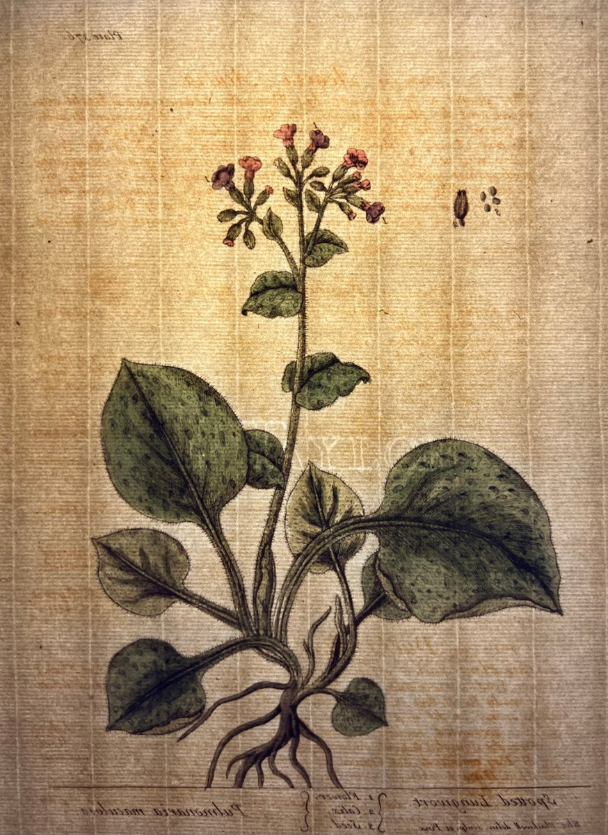 Antique Spotted Lungwort, Plate #272, From Elizabeth Blackwell's 'A Curious Herbal'