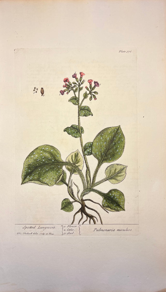 Antique Spotted Lungwort, Plate #272, From Elizabeth Blackwell's 'A Curious Herbal'