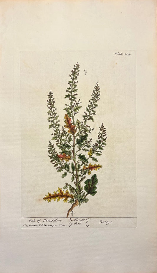 Antique Oak of Jerusalem, Plate #314, From Elizabeth Blackwell's 'A Curious Herbal'