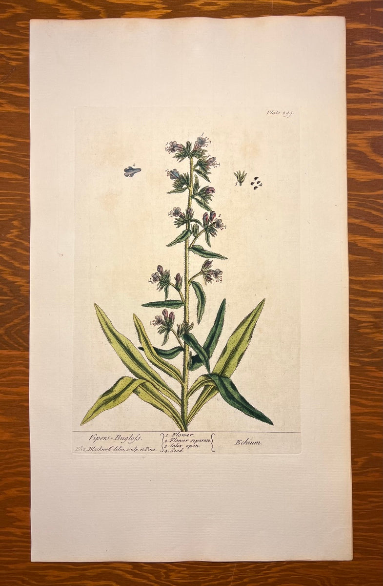 Antique Vipers-Buglofs, Plate #299, From Elizabeth Blackwell's 'A Curious Herbal'