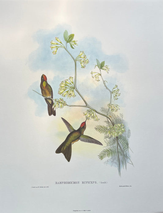 "Ramphomicron Ruficeps" 1989 print after John Gould and Henry Constantine Richter