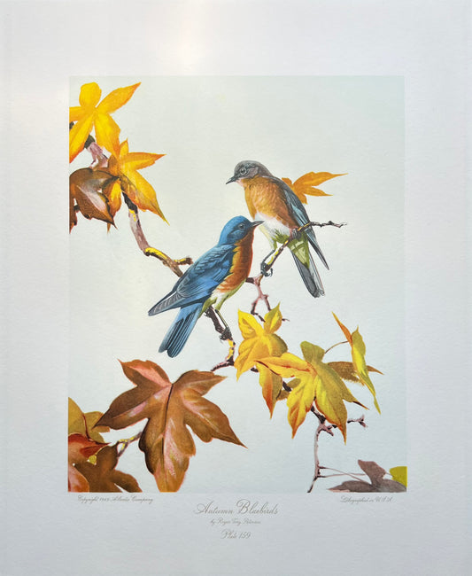 "Autumn Bluebirds" 1949 lithograph after Roger Tory Peterson