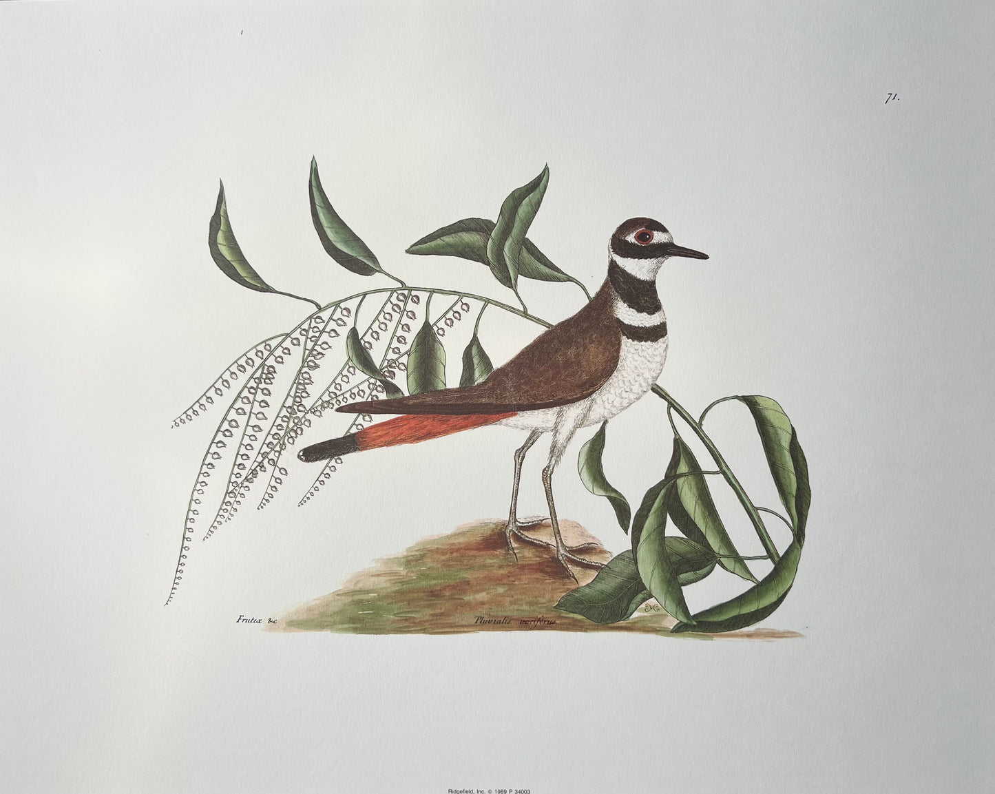 "Chattering Plover" 1989 print after Mark Catesby