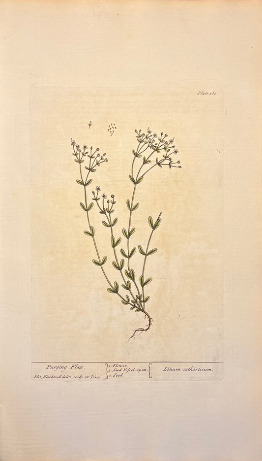 Purging Flax, Plate #368, From Elizabeth Blackwell's 'A Curious Herbal'