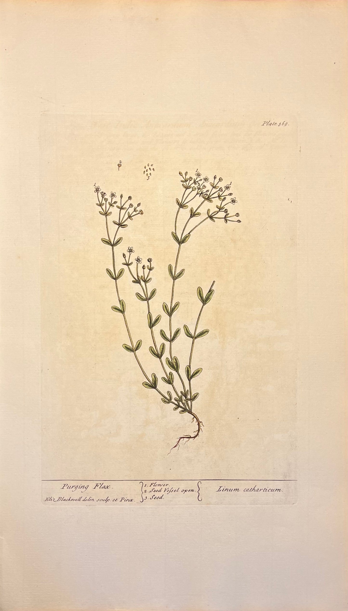 Purging Flax, Plate #368, From Elizabeth Blackwell's 'A Curious Herbal'