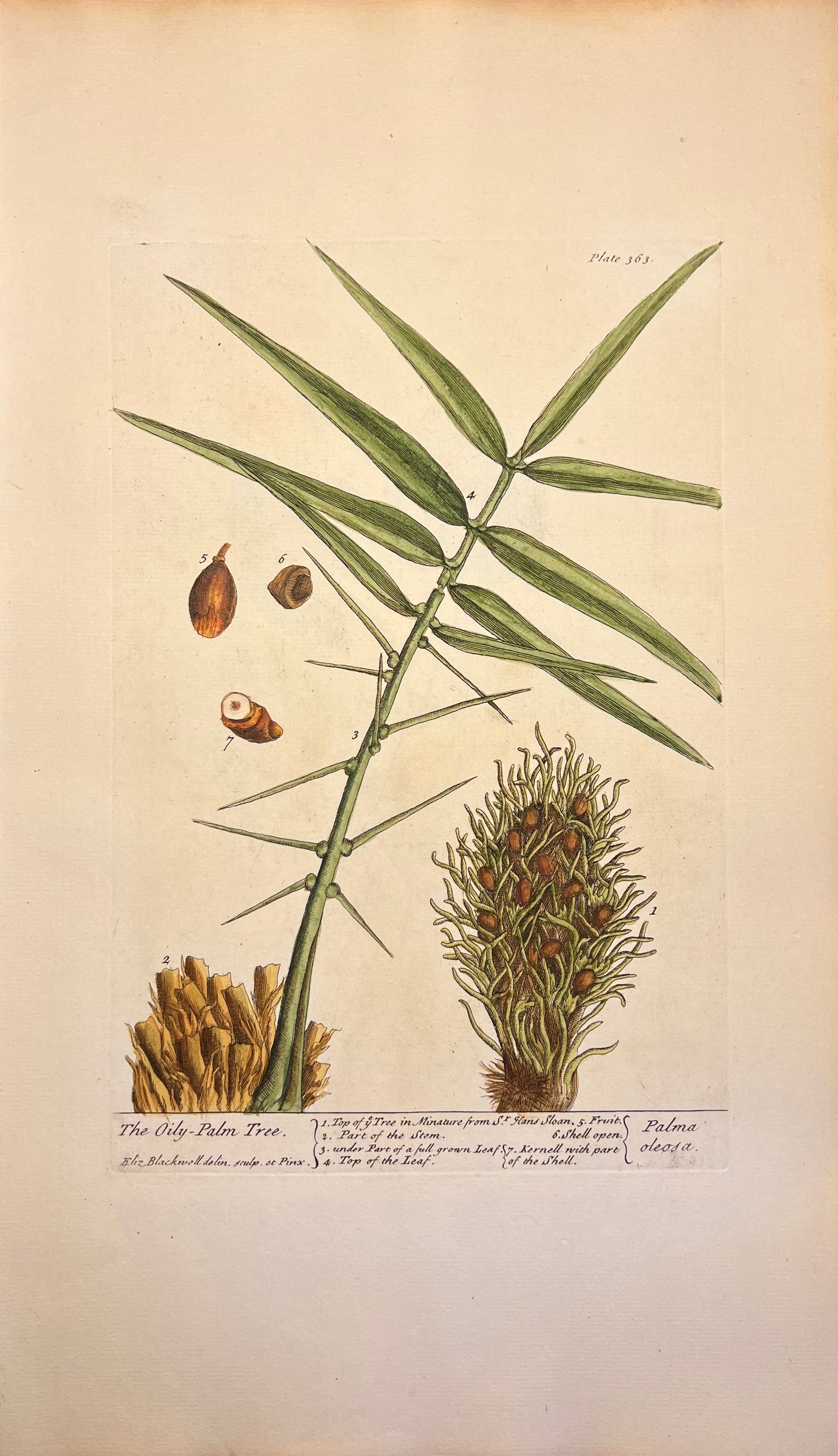 The Oily-Palm Tree, Plate #363, From Elizabeth Blackwell's 'A Curious Herbal'