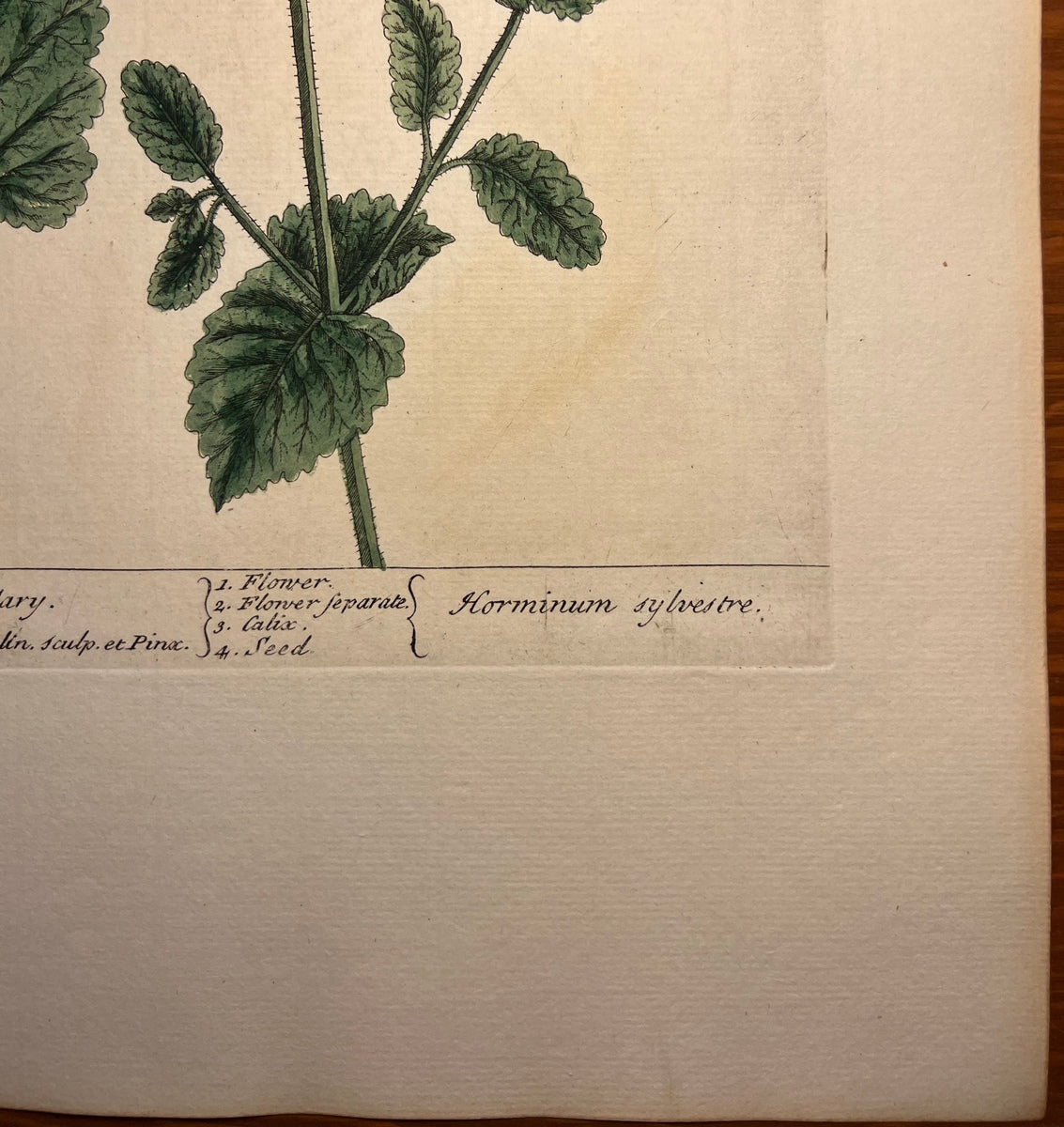 Antique Wild Clary, Plate #256, From Elizabeth Blackwell's 'A Curious Herbal'