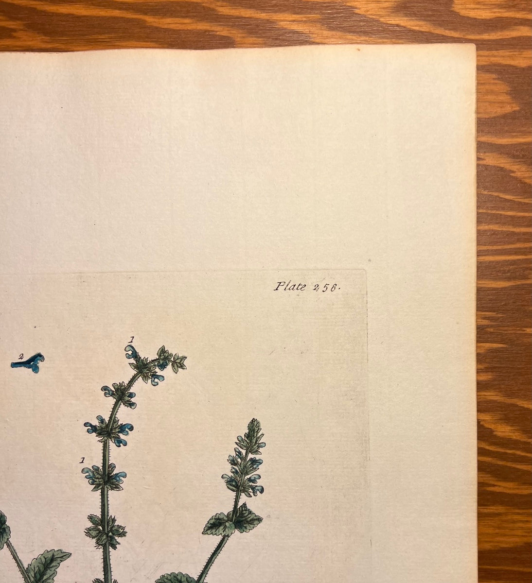 Antique Wild Clary, Plate #256, From Elizabeth Blackwell's 'A Curious Herbal'