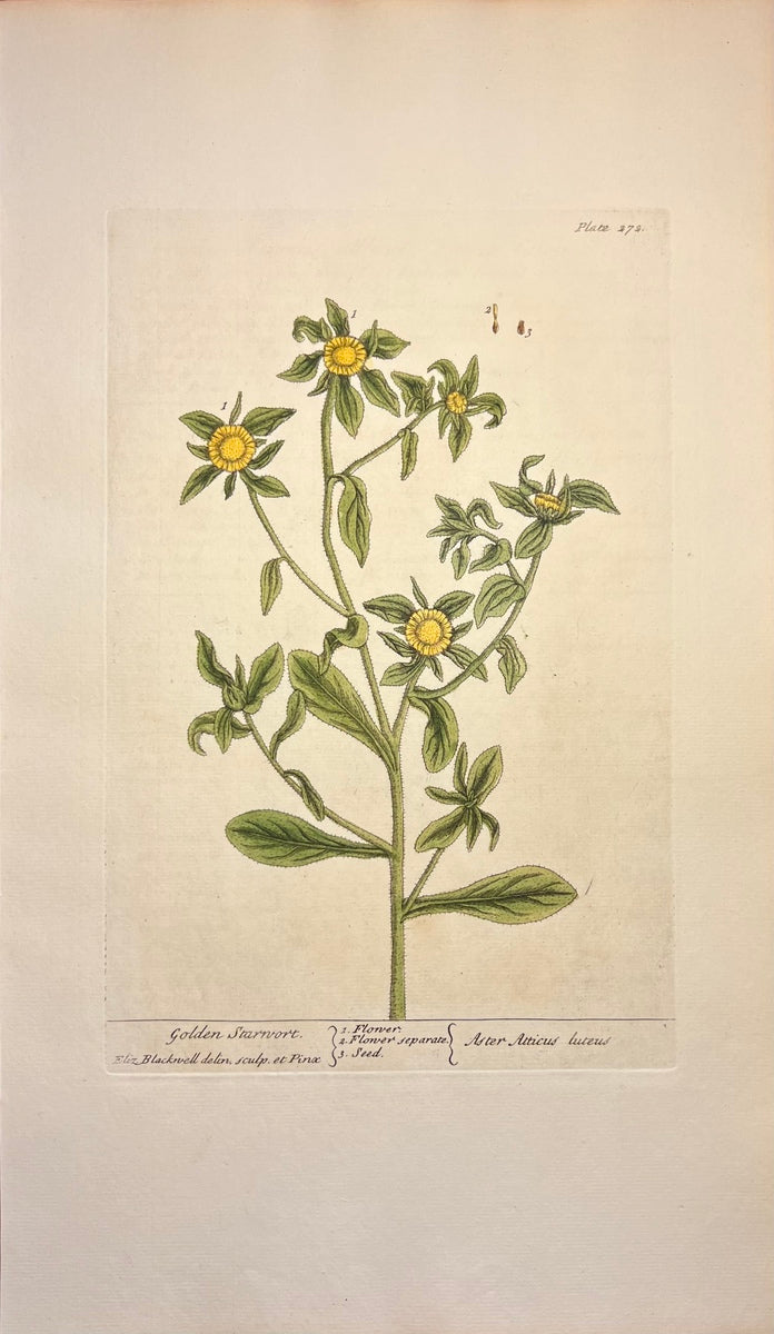 Antique Golden Starwort, Plate #272, From Elizabeth Blackwell's 'A Curious Herbal'